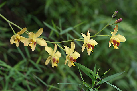 Spathoglottis pubescens  Spathoglottis pubescens