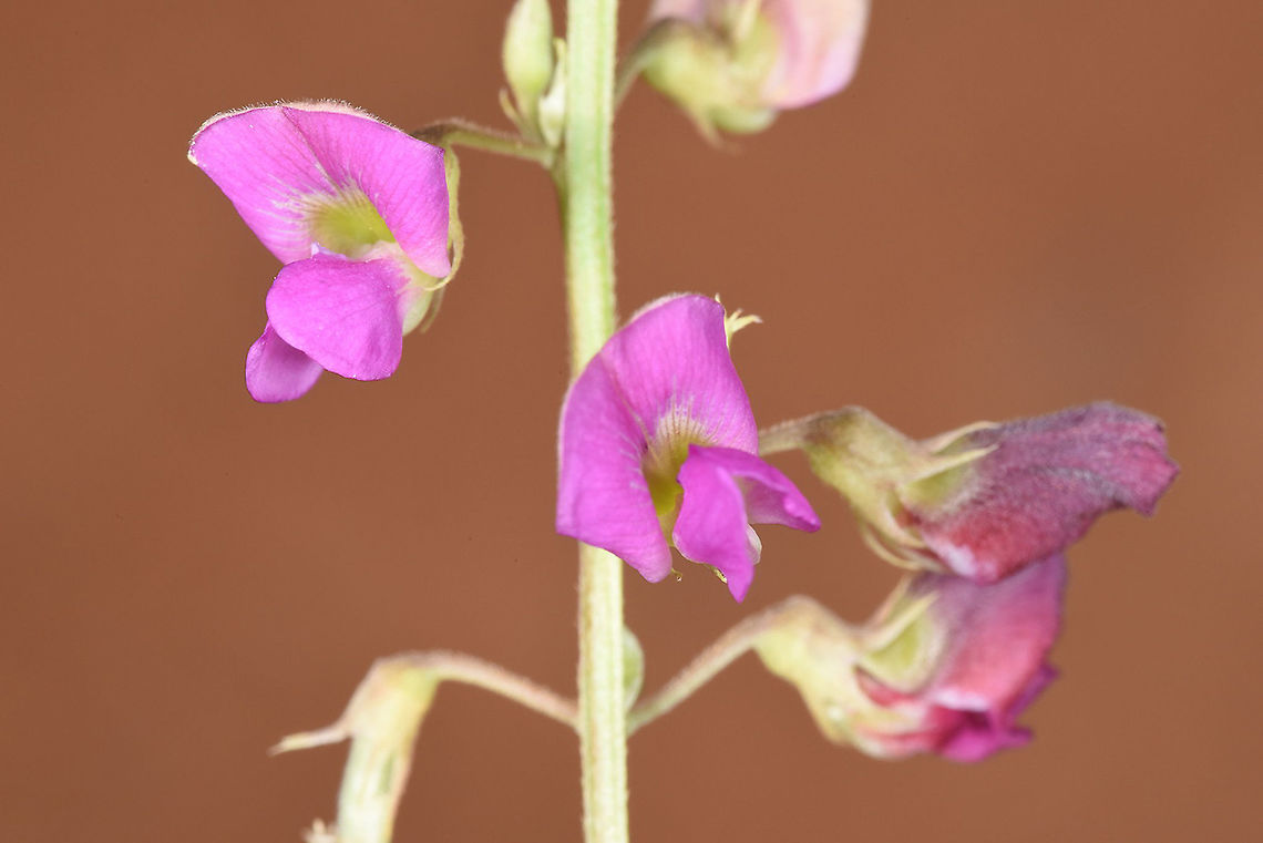 Tephrosia purpurea Cambodia, bnear Siam Rip Cambodia,Fall,Geotagged,Tephrosia purpurea,Wild indigo