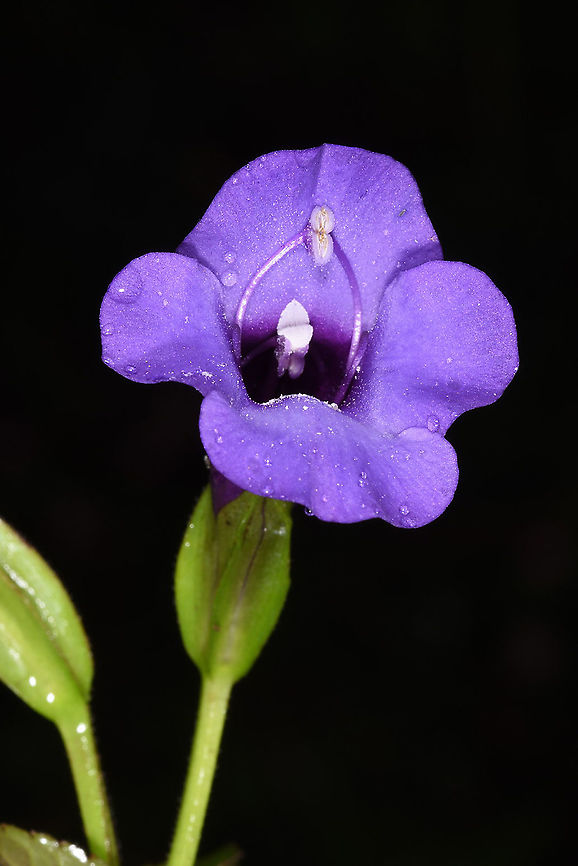 Torenia asiatica Vietnam, road to Sapa Geotagged,Summer,Torenia asiatica,Vietnam