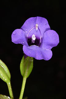 Torenia asiatica