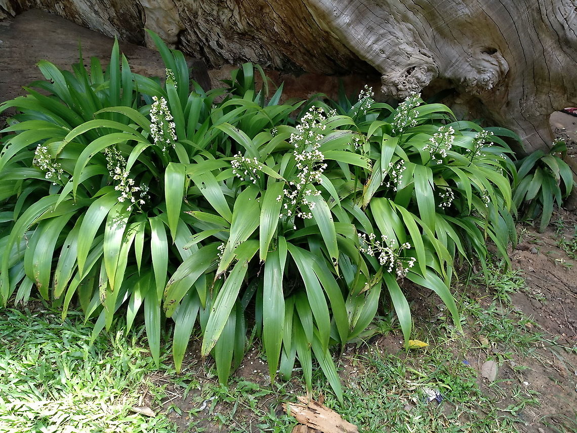 Xiphidium caeruleum  Cambodia,Fall,Geotagged,Xiphidium caeruleum