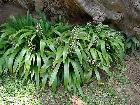 Xiphidium caeruleum  Cambodia,Fall,Geotagged,Xiphidium caeruleum