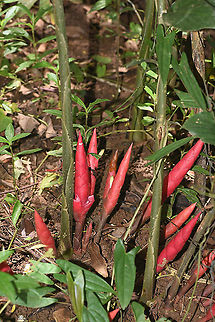 Zingiber collinsii Vietnam, Cat Tien National Park Geotagged,Summer,Vietnam,Zingiber collinsii