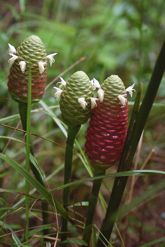 Zingiber zerumbet  Awapuhi,Geotagged,Summer,Vietnam,Zingiber zerumbet