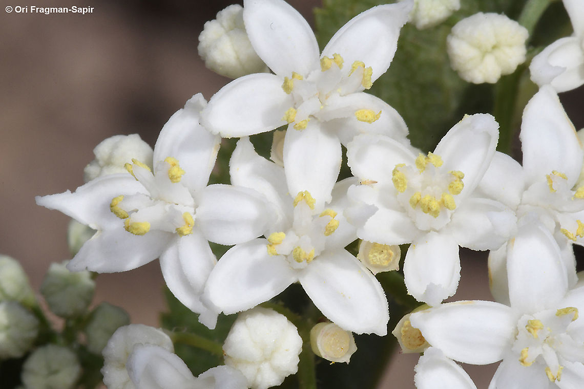 Sambucus ebulus  European dwarf elder,Geotagged,Sambucus ebulus,Summer
