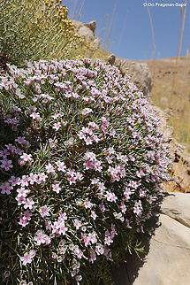 Acantholimon libanoticum  Acantholimon libanoticum,Geotagged,Summer