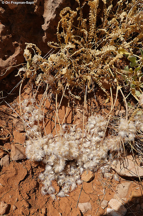 Astragalus emarginatus Seed dispersal Astragalus emarginatus,Geotagged,Summer