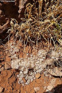 Astragalus emarginatus Seed dispersal Astragalus emarginatus,Geotagged,Summer