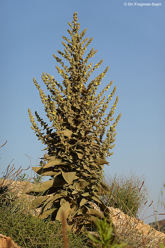Verbascum sinaiticum  Geotagged,Summer,Verbascum sinaiticum