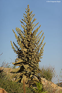 Verbascum sinaiticum  Geotagged,Summer,Verbascum sinaiticum