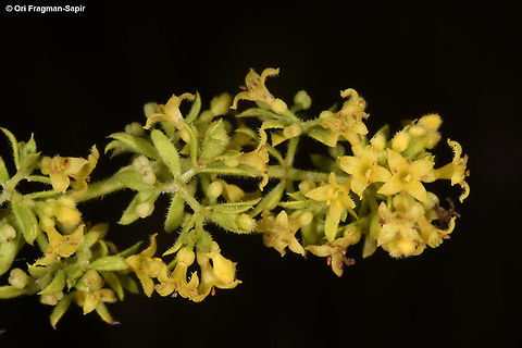 Galium humifusum  Galium humifusum,Geotagged,Summer