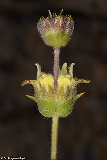 Sideritis libanotica  Geotagged,Sideritis libanotica,Summer