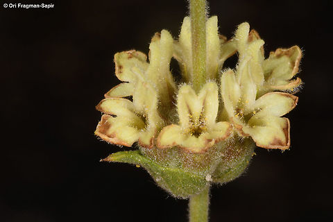 Sideritis libanotica