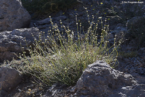 Sideritis libanotica  Geotagged,Sideritis libanotica,Summer