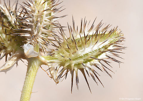 Turgenia latifolia  Broadleaf False Carrot,Geotagged,Summer,Turgenia latifolia