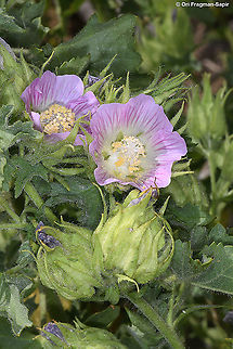Kitaibelia balansae  Kitaibelia balansae