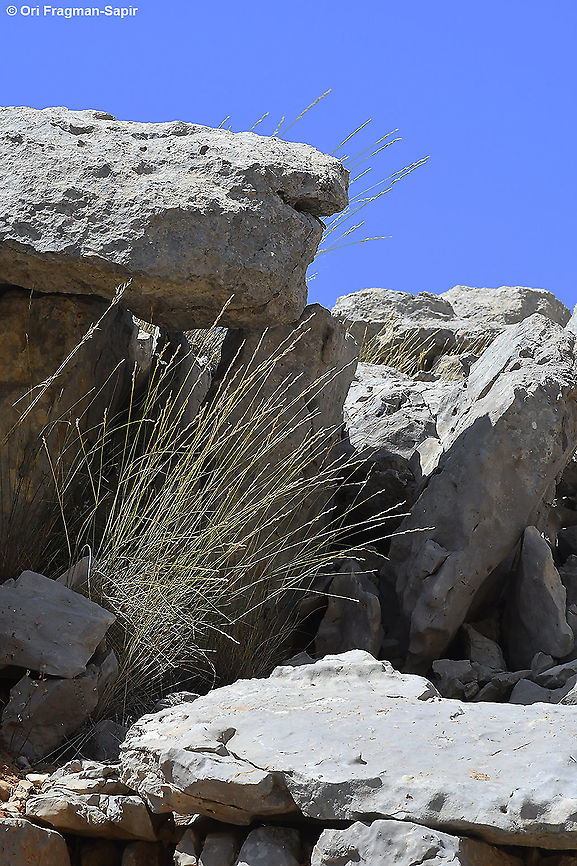 Elymus libanoticus  Elymus libanoticus,Geotagged,Summer