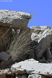 Elymus libanoticus  Elymus libanoticus,Geotagged,Summer