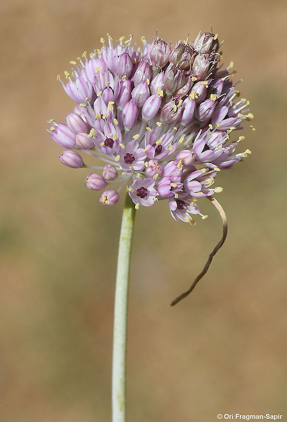 Allium rupicola  Allium rupicola,Geotagged,Summer