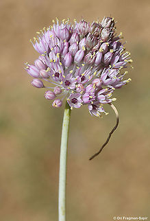 Allium rupicola  Allium rupicola,Geotagged,Summer