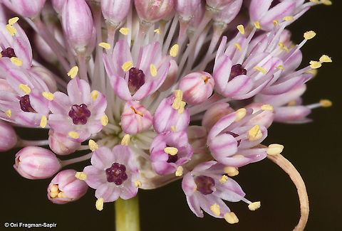Allium rupicola  Allium rupicola,Geotagged,Summer