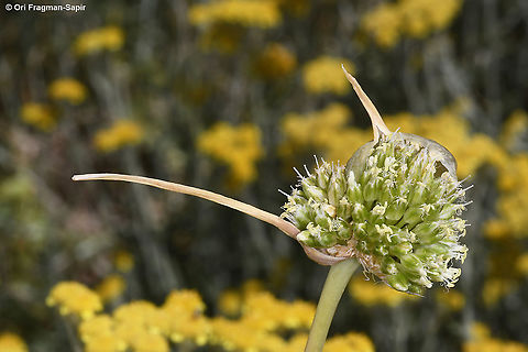Allium pseudocalyptratum  Allium pseudocalyptratum,Geotagged,Summer