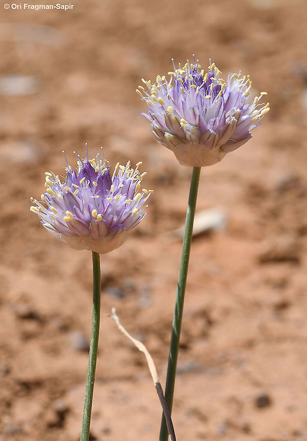 Allium sannineum  Allium sannineum,Geotagged,Summer