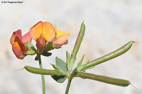 Lotus corniculatus  Bird's-foot trefoil,Geotagged,Lotus corniculatus,Summer