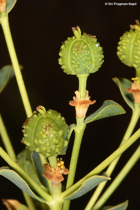 Euphorbia erinacea  Euphorbia erinacea,Geotagged,Summer