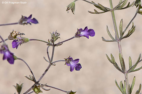 Teucrium parviflorum  Teucrium parviflorum