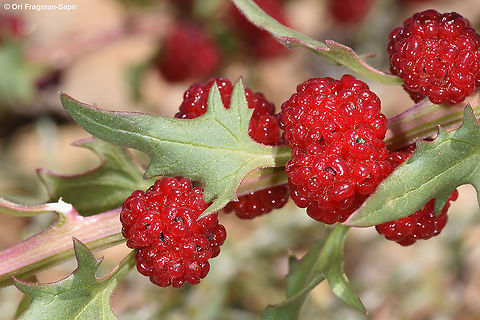 Blitum virgatum  Blitum virgatum,Geotagged,Leafy goosefoot,Summer