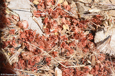 Atraphaxis billardierei dry fruit under the plant Atraphaxis billardierei,Geotagged,Summer