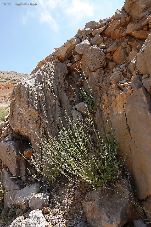 Nepeta glomerata  Geotagged,Nepeta glomerata,Summer
