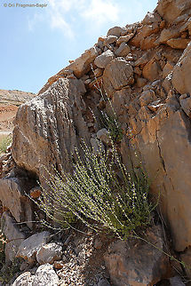 Nepeta glomerata  Geotagged,Nepeta glomerata,Summer