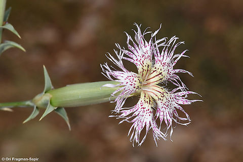 Dianthus libanotis  Dianthus libanotis,Geotagged,Mount Libanus Pink,Summer