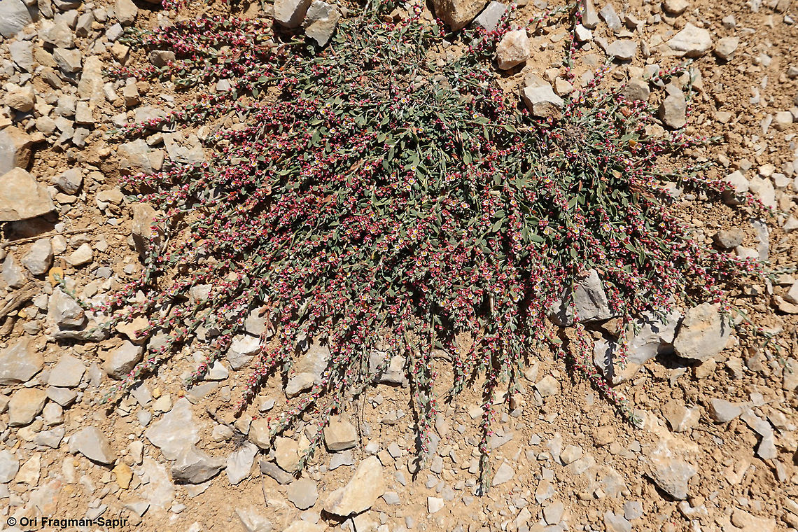 Polygonum cedrorum  Geotagged,Polygonum cedrorum,Summer