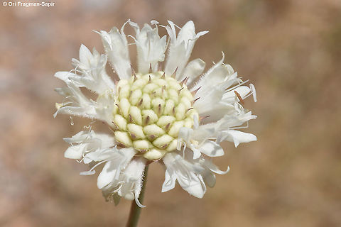 Cephalaria stellipilis  Cephalaria stellipilis,Geotagged,Summer