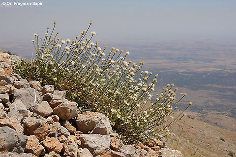 Cephalaria stellipilis  Cephalaria stellipilis,Geotagged,Summer