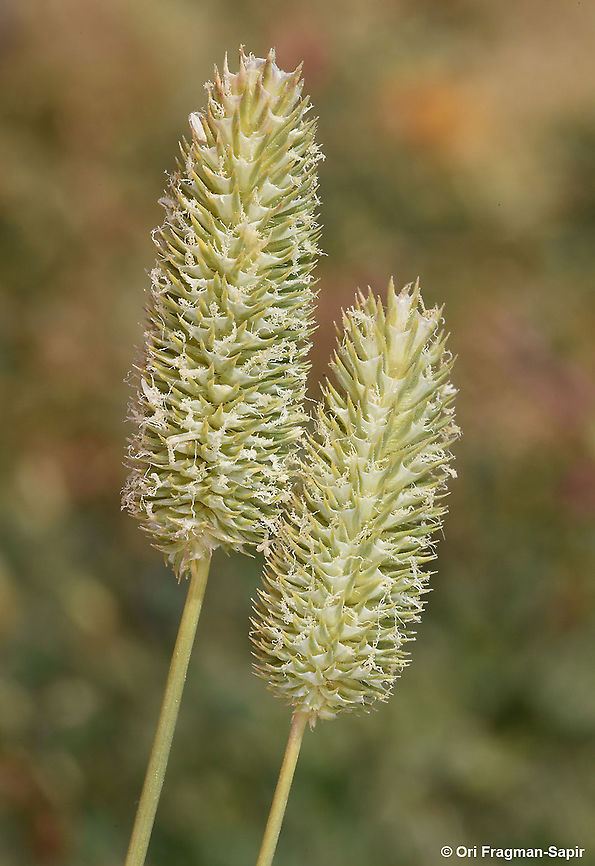 Phleum bertolonii  Geotagged,Phleum pratense,Summer,Timothy grass