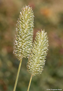 Phleum bertolonii Geotagged,Phleum pratense,Summer,Timothy grass