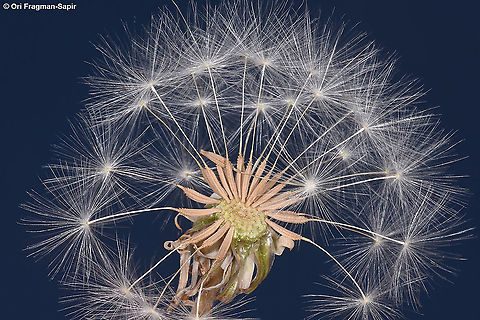 Taraxacum syriacum  Geotagged,Summer,Taraxacum syriacum