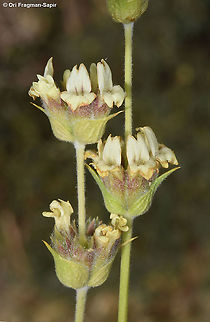 Sideritis libanotica  Geotagged,Sideritis libanotica,Summer