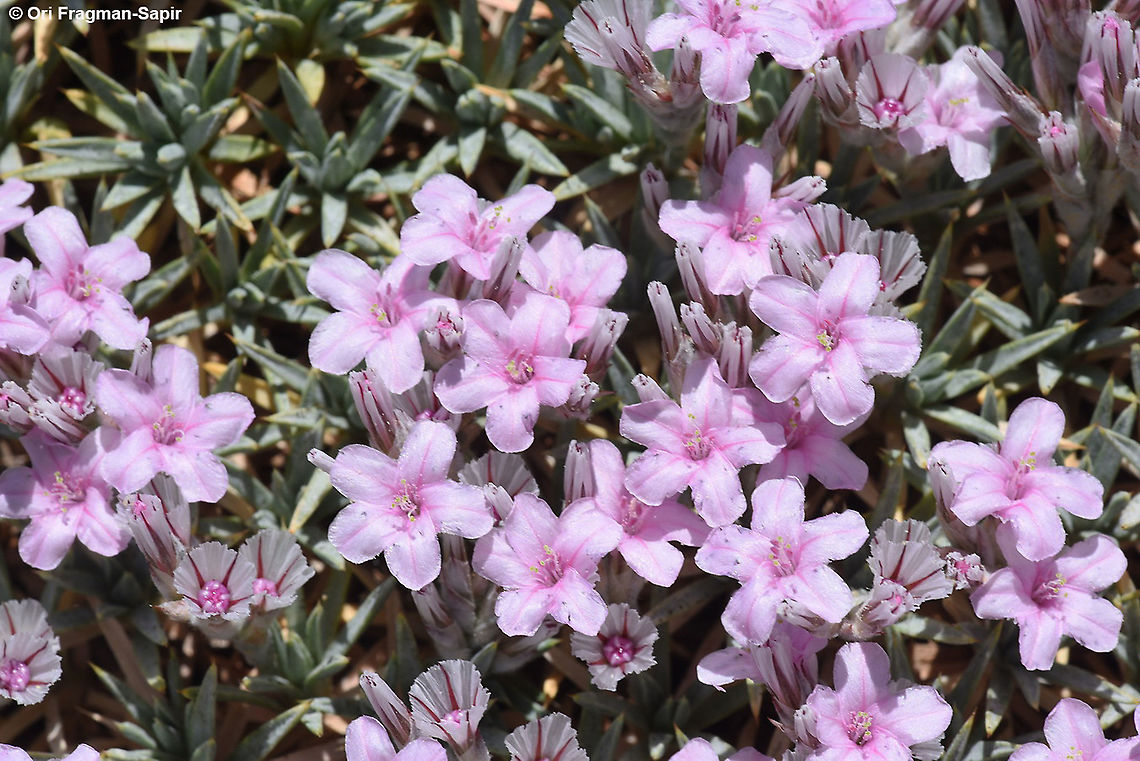 Acantholimon libanoticum  Acantholimon libanoticum,Geotagged,Summer