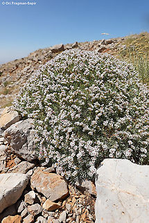 Acantholimon libanoticum  Acantholimon libanoticum,Geotagged,Summer