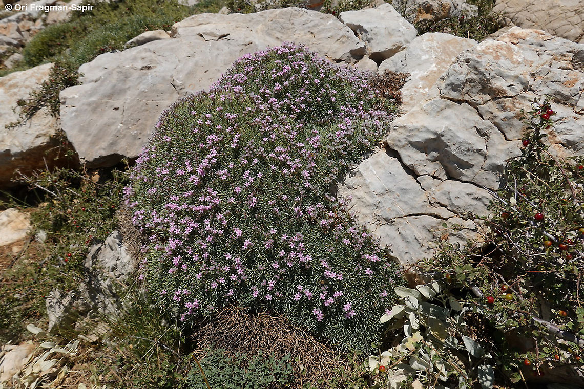 Acantholimon libanoticum  Acantholimon libanoticum,Geotagged,Summer