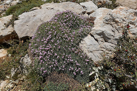 Acantholimon libanoticum  Acantholimon libanoticum,Geotagged,Summer