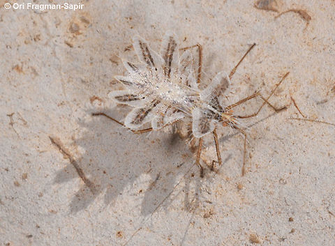 Phyllomorpha laciniata  Geotagged,Phyllomorpha laciniata,Summer