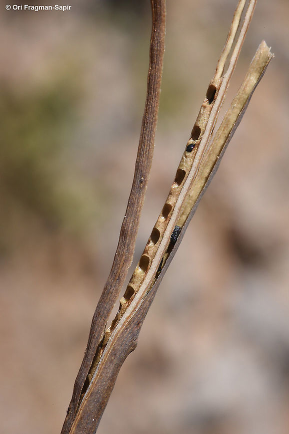 Glaucium leiocarpum seed dispersal Geotagged,Glaucium leiocarpum,Summer