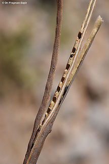 Glaucium leiocarpum seed dispersal Geotagged,Glaucium leiocarpum,Summer