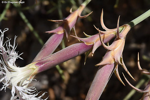 Dianthus libanotis  Dianthus libanotis,Geotagged,Mount Libanus Pink,Summer